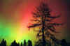3-19-01, tree aurora copy.jpg (73247 bytes)